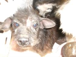 Shelter Stray Female Dog last seen , 14409 Vanowen St, Van Nuys, CA 91405, USA