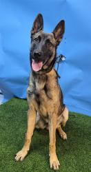 Shelter Stray Male Dog last seen , 216 W Victoria St, Gardena, CA 90248, USA