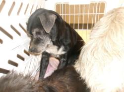 Shelter Stray Female Dog last seen , 14409 Vanowen St, Van Nuys, CA 91405, USA