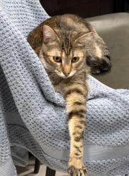Reunited Female Cat last seen Drexel and Tucson blvd, Tucson, AZ 85706