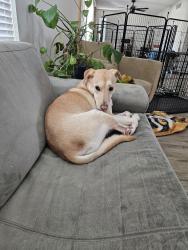Reunited Female Dog last seen N 43rd Ave and W Olive, Phoenix, AZ 85051