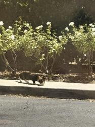 Found/Stray Unknown Cat last seen Near bushes by McDonalds across from theater, Santa Clarita, CA 91351