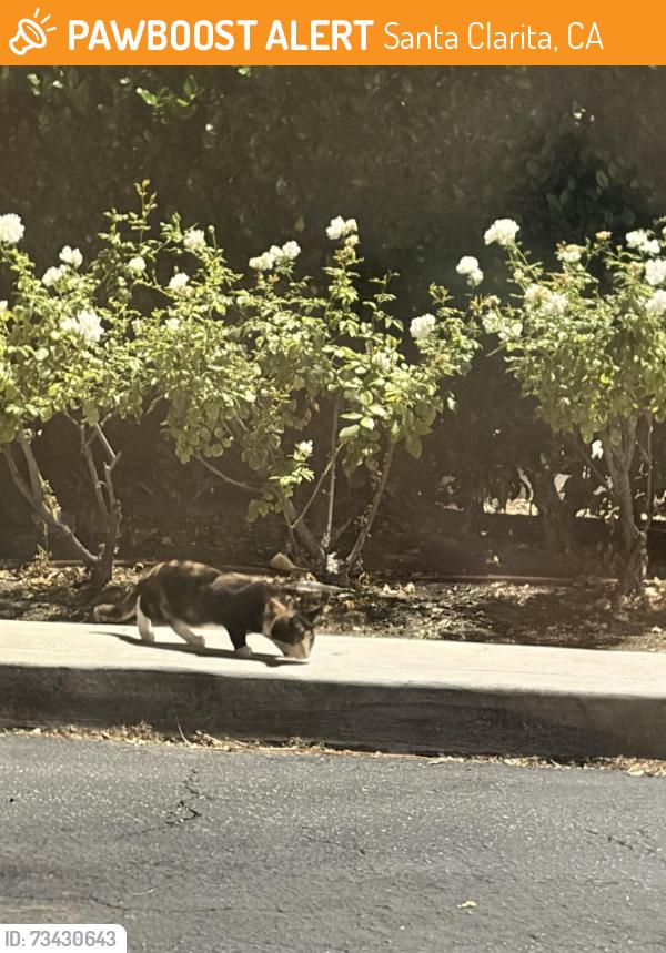 Found/Stray Unknown Cat last seen Near bushes by McDonalds across from theater, Santa Clarita, CA 91351