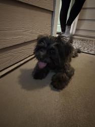 Found/Stray Male Dog last seen Redondo and 10th, Long Beach, CA 90804