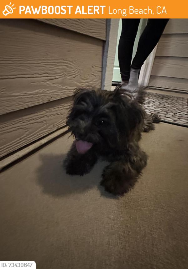 Found/Stray Male Dog last seen Redondo and 10th, Long Beach, CA 90804