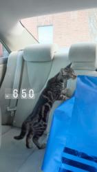 Reunited Unknown Cat last seen Near lynx ln 77478, Sugar Land, TX 77478