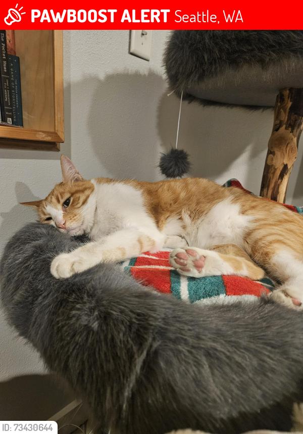 Lost Male Cat last seen Stroud and Greenlake Drive, Seattle, WA 98103