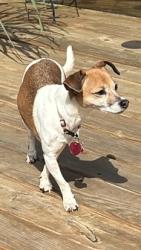 Reunited Female Dog last seen Zimmer and Pierce, Hocking Park, Lancaster, OH 43130