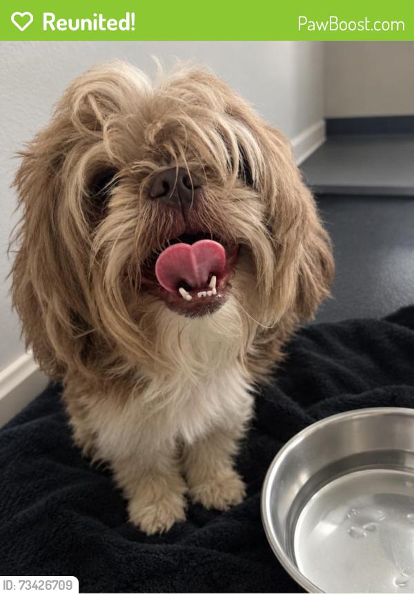 Reunited Male Dog last seen Moonrise River ln, Houston, TX 77429