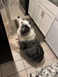 Reunited Male Dog last seen Pinehurst rd, evesham ave, Baltimore, MD 21212