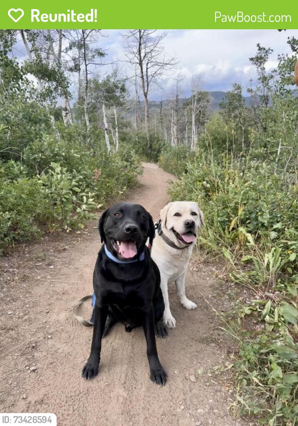 Reunited Male Dog last seen Spur Cross Road and Ironwood Dr, Cave Creek, AZ 85331