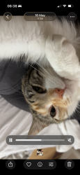 Lost Female Bird last seen Howich cross, Lancashire, England PR1 4NT