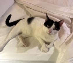 Lost Male Cat last seen Near Central Ave, Riverside CA 92507, Riverside, CA 92507