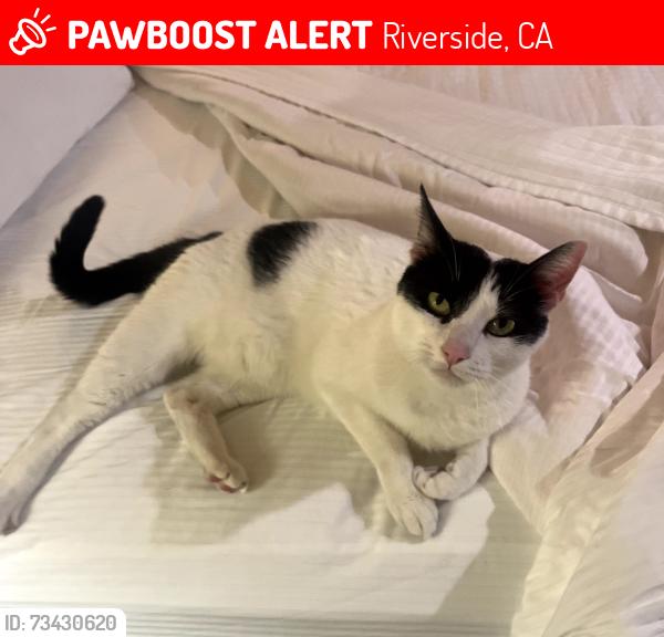 Lost Male Cat last seen Near Central Ave, Riverside CA 92507, Riverside, CA 92507