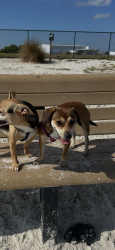 Lost Female Dog last seen E Scott St, Tampa, FL 33602