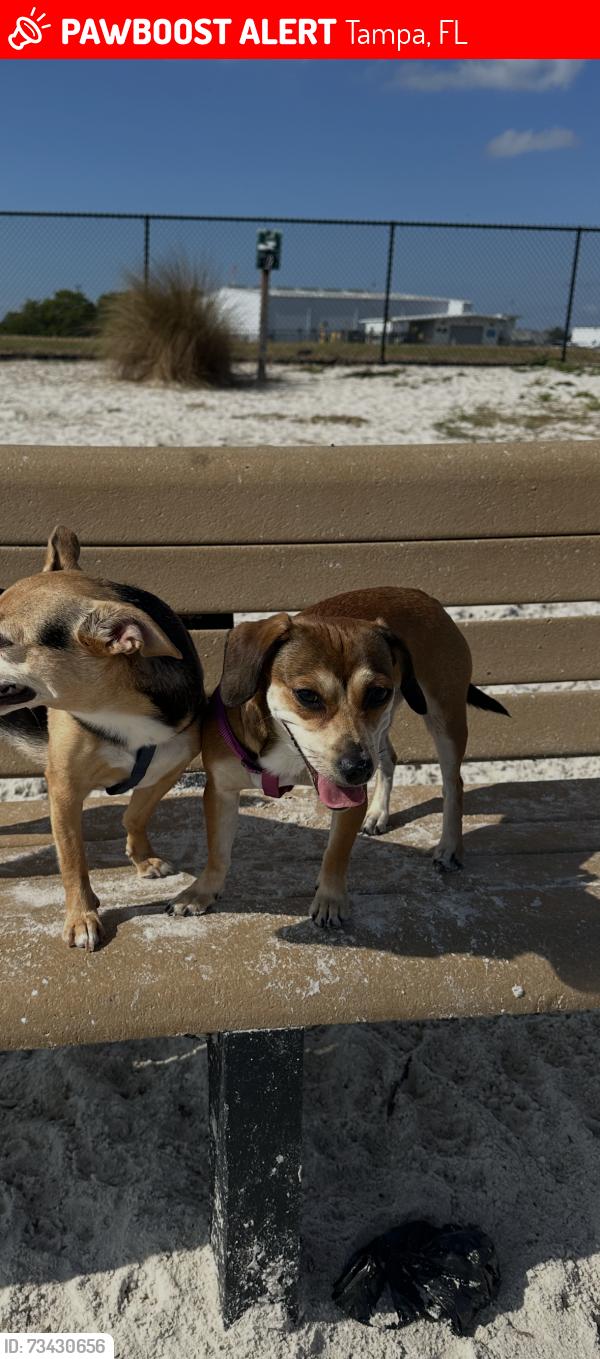 Lost Female Dog last seen E Scott St, Tampa, FL 33602