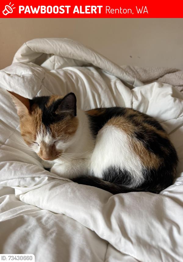 Lost Female Cat last seen SE 173rd Pl, Renton, WA 98058