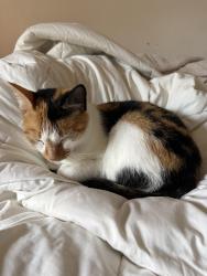 Lost Female Cat last seen SE 173rd Pl, Renton, WA 98058