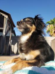 Reunited Female Dog last seen Near Frontier Elementary N 81st Ave, Peoria, AZ 85382