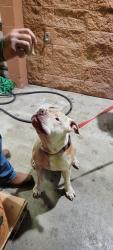 Found/Stray Male Dog last seen Everson Market, Everson, WA 98247