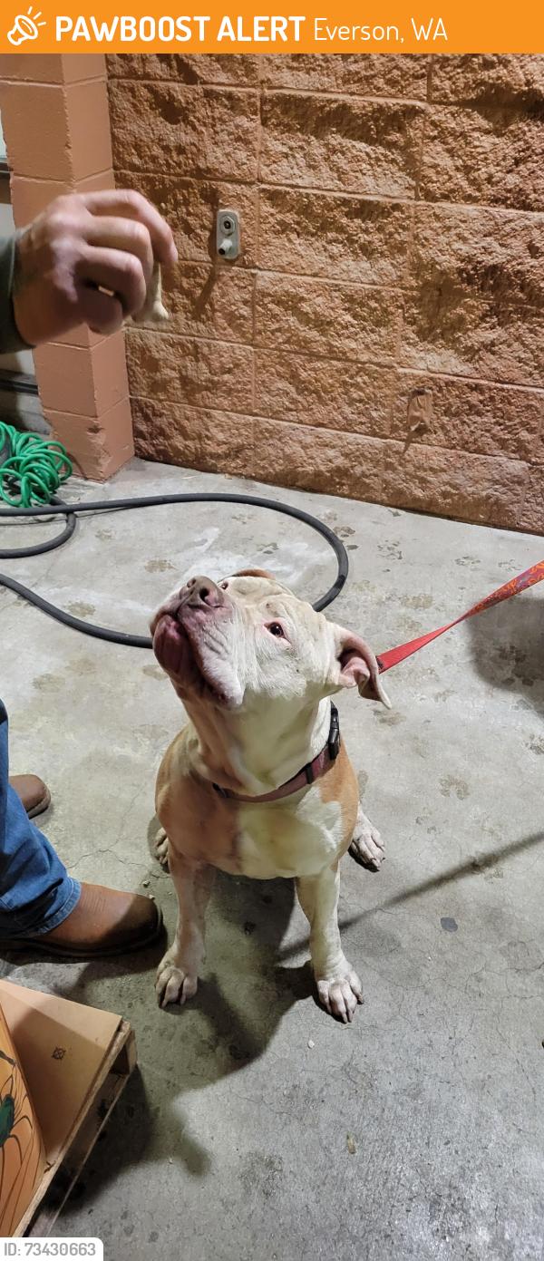 Found/Stray Male Dog last seen Everson Market, Everson, WA 98247