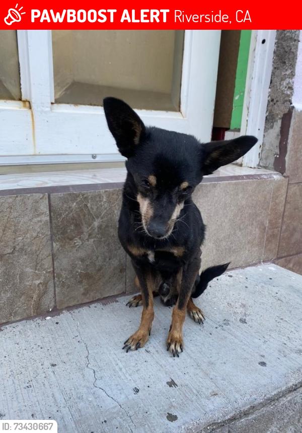 Lost Male Dog last seen Chicago av and LeConte dr, Riverside, CA 92507