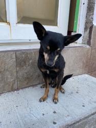 Lost Male Dog last seen Chicago av and LeConte dr, Riverside, CA 92507