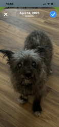 Lost Female Dog last seen Canyon and east foothill, Monrovia, CA 91016