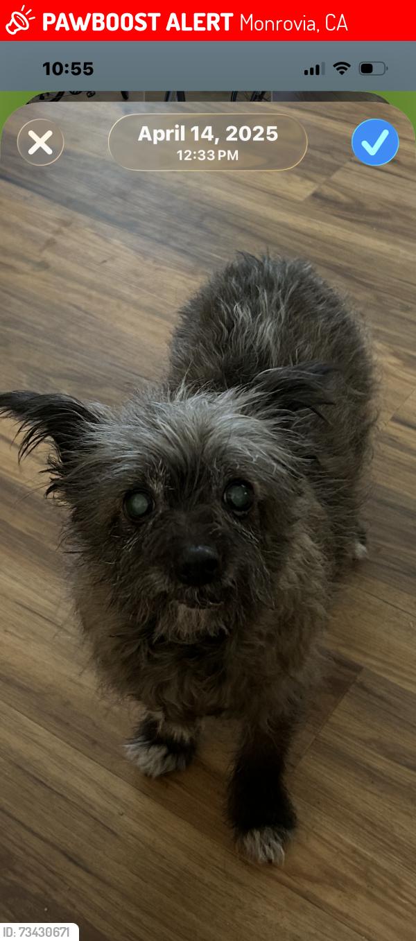 Lost Female Dog last seen Canyon and east foothill, Monrovia, CA 91016