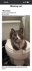 Lost Female Cat last seen Redlands lawn and tennis club, Redlands, CA 92373