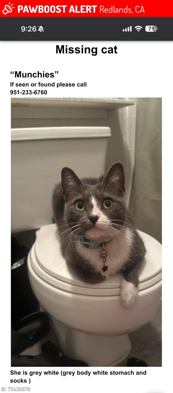 Lost Female Cat last seen Redlands lawn and tennis club, Redlands, CA 92373
