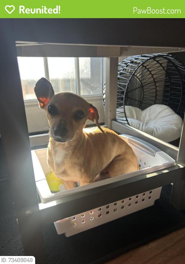 Reunited Male Dog last seen Near Lebanon Road Epworth GA, Epworth, GA 30541