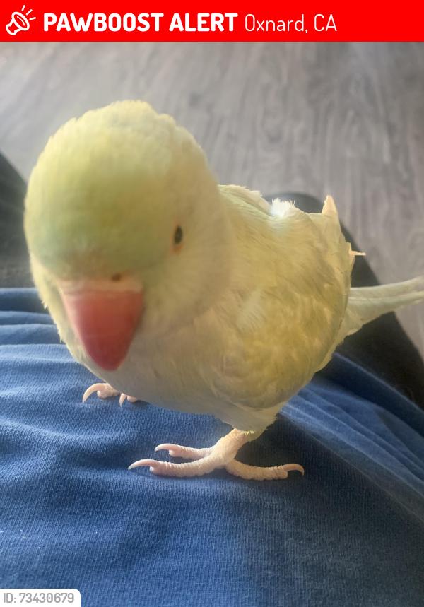 Lost Female Bird last seen Clara st, Oxnard, CA 93033