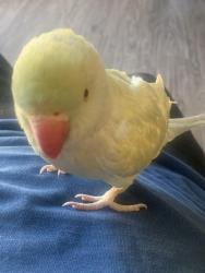 Lost Female Bird last seen Clara st, Oxnard, CA 93033