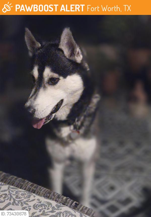 Found/Stray Unknown Dog last seen Wedgway & Vega, Fort Worth, TX 76133