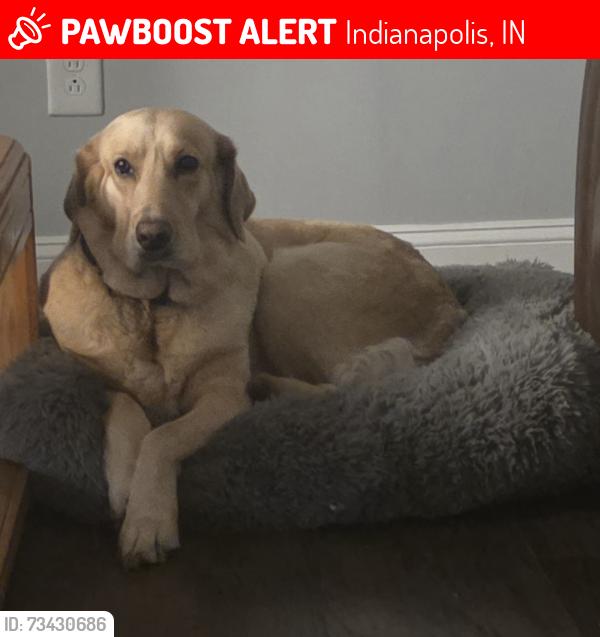 Lost Female Dog last seen Washington and New york, Indianapolis, IN 46201