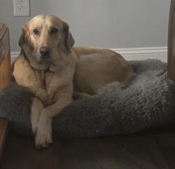 Lost Female Dog last seen Washington and New york, Indianapolis, IN 46201