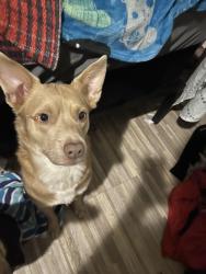 Reunited Male Dog last seen Parkhill, Las Cruces, NM 88012