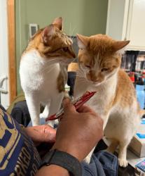 Reunited Male Cat last seen Palette and Feather River Way, Sacramento, CA 95826