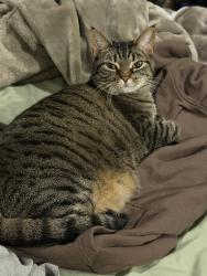 Reunited Female Cat last seen In the interwoven lofts building 3, Martinsburg, WV 25401
