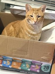 Lost Male Cat last seen Western &178th, Edmond, OK 73012