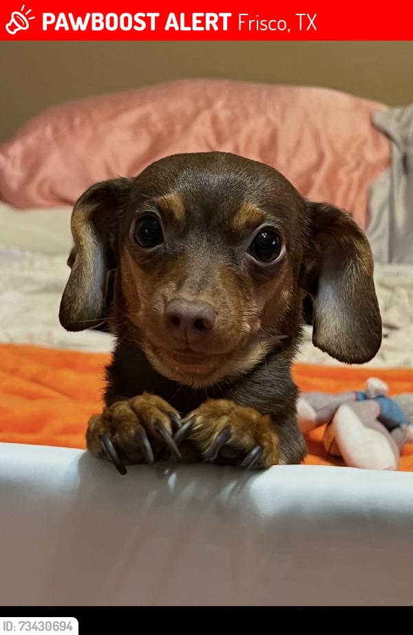 Lost Male Dog last seen Hillcrest and Lebanon, Frisco, TX 75035