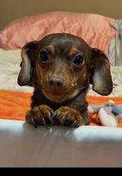 Lost Male Dog last seen Hillcrest and Lebanon, Frisco, TX 75035