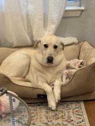 Lost Female Dog last seen Bella vista ave, Palmview, TX 78572