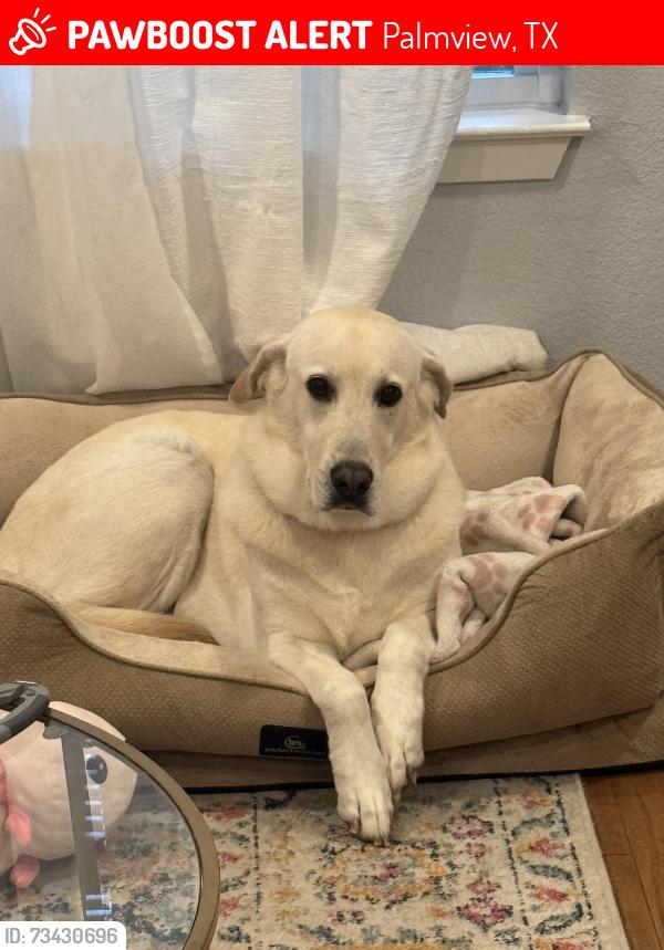 Lost Female Dog last seen Bella vista ave, Palmview, TX 78572