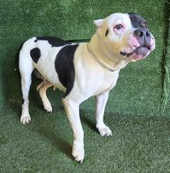 Shelter Stray Female Dog last seen , 5210 W Ave I, Lancaster, CA 93536, USA
