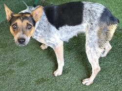 Shelter Stray Female Dog last seen , 5210 W Ave I, Lancaster, CA 93536, USA