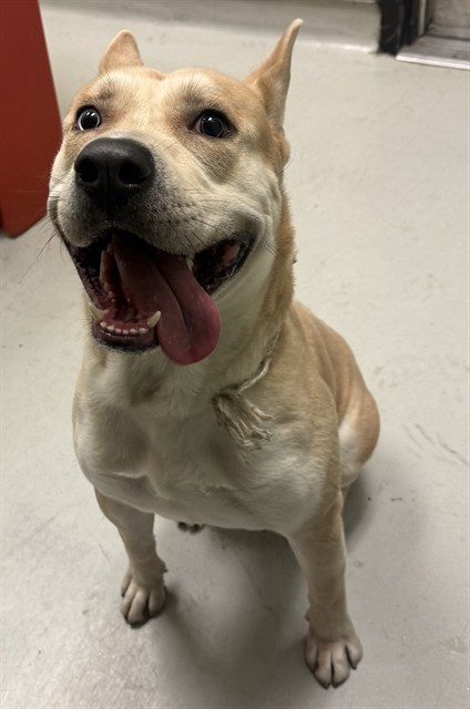 Shelter Stray Male Dog last seen , 5210 W Ave I, Lancaster, CA 93536, USA