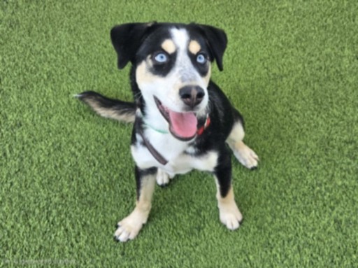 Shelter Stray Female Dog last seen , 14409 Vanowen St, Van Nuys, CA 91405, USA