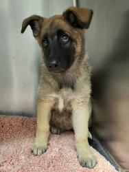 Shelter Stray Female Dog last seen , 11361 W Pico Blvd, Los Angeles, CA 90064, USA